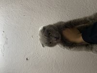 Scottish fold 11 aylık dişi