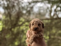 TOY POODLE DIŞI YAVRUMUZ YENİ YUVASINA HAZIR