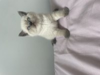 SAFKAN BLUE POİNT BİR DİŞİ BİR ERKEK KEDİMİZ