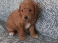 A KALİTE ŞECERELİ MALTİPOO YAVRULARIMIZ