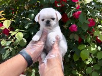 ORİJİNAL ÖZEL RENK PUG MOPS BEBEKLER