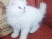 British longhair sağlıklı oyuncu kedimiz