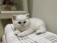 British shorthair silver point