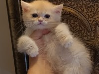Lilac golden erkek yavru british shorthair