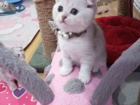 Safkan Scottish Fold Ve Straight Yavrular Catteryden