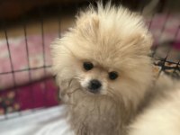 3 aylık pomeranian yavrularım