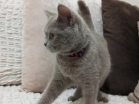 British shorthair kedimiz