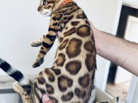 Saf kan bengal