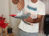 Konuşan full evcil Jako papağanı