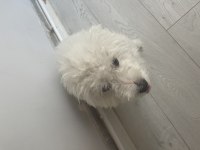 Evcil maltese terrier