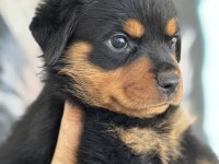 Son Rottweiler yavrularım