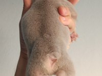 NEW SHADE İSABELLA AND TAN ERKEK FRENCH BULLDOG YAVRU