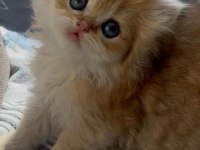 Safkan British Longhair yavrular