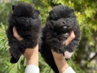 POMERANİAN BOO YAVRULARI ORJİNAL