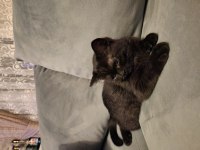 2 aylık yavru british longhair siyah