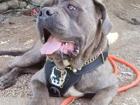 Cane corso 1.5 yaşında erkek