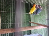Mutasyon cennet papağanı genç sağlıklı kuşlar
