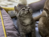 British shorthair