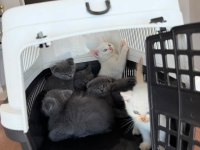 SCOTTISH FOLD VE BRITISH SHORTHAIR YAVRULARI ANKARA