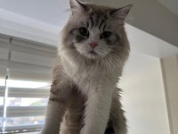 british longhair kediler