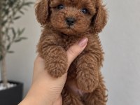 Irk Garantili Poodle Yavruları