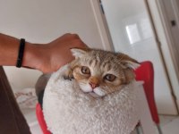 4 aylık scottish fold golden tabby - Lora