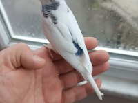 Yavrulu muhabbet takımlar ve yeni yeme düşmüş yavrular