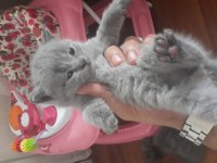 Safkan british shorthair 50 günlük tuvalet eğitimli