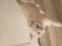 Scottish Shorthair Lynx Tekirdag Süleymanpasa