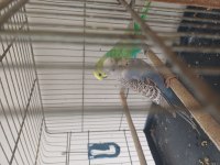 2 yavrulu muhabbet kuşu çifti