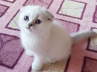 Champiyon atalardan scottish fold bebekler