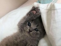 1 Mayıs doğumlu scottish fold bebekler