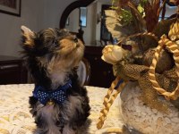 0 numara Yorkshire Terrier Yavrularımız