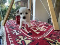 Jack russell köpeğimiz