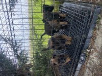 Hırs küpü Belçika malinois yavrular