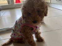 4 aylık dişi toy poodle yavru
