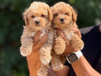 BÜYEMEYEN AŞILI ÇİŞ EĞİTİMLİ MALTİPOO BEBEKLER 