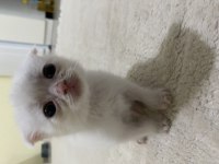 Scottish fold dişi