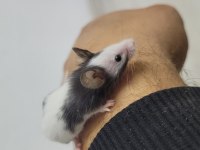 Panda mice fethiyeden tüm şehirlere