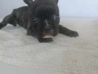 2.5 aylık french bulldog yavrular
