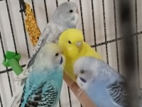 Satılık Muhabbet Kuşları