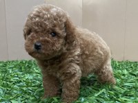 Kilo garantili poodle bebeğimiz