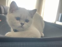 Eşsiz Güzellikteki Safkan Scottish fold