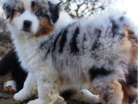 Safkan Avusturya Çoban Köpeği Yavruları
