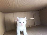 1 Aylık British Shorthair