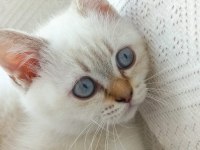 BLUE POİNT BRİTİSH SHORTHAİR YAVRULARIMIZ YUVA ARIYOR