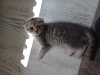 2 aylık scottish fold yavrular