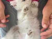 British Longhair Dişi Yavrular