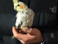 Çift Sultan Papağanları