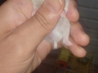 Avrupa safkan gonzales hamster yavrular